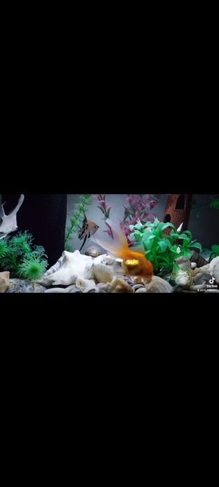 Аквариум с рыбками