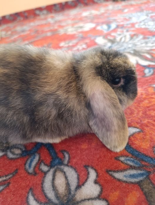 Quyonlar fransuski baran sotiladi yeb ichishlari zoʻr jinsi - qiz bola