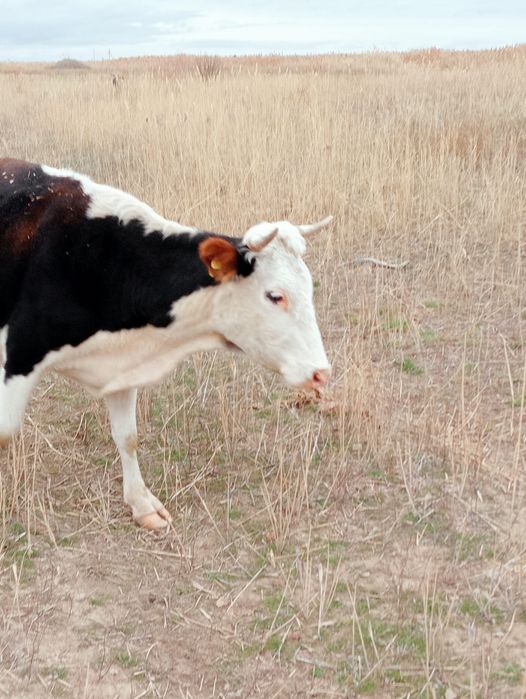 Бык, бычок и корова