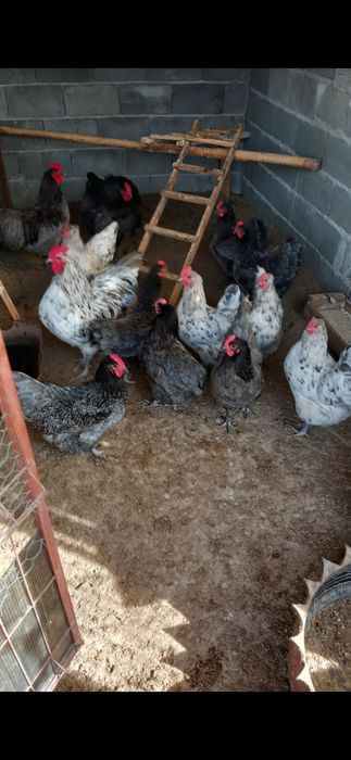 Ouă de găini australorp pentru incubat. Prepelițe și Turturele.