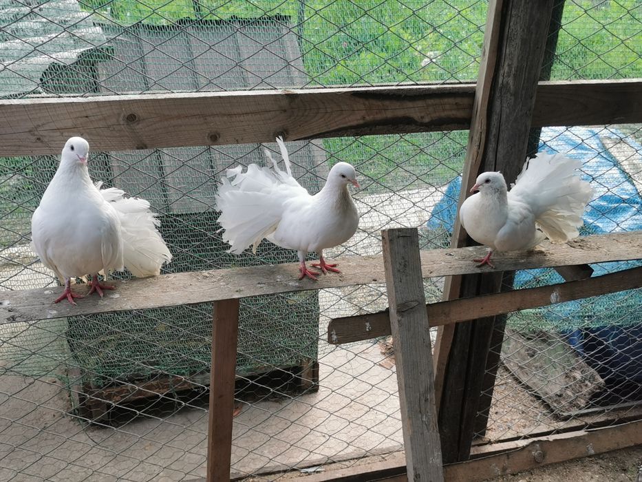 Fazani maturi și pui de fazan de vânzare
