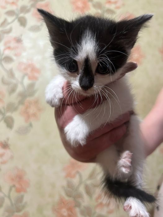 Отдадим котят в доьрые руки