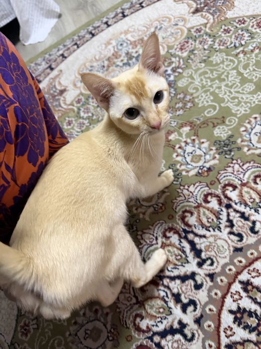 Продается Кот Пародистый