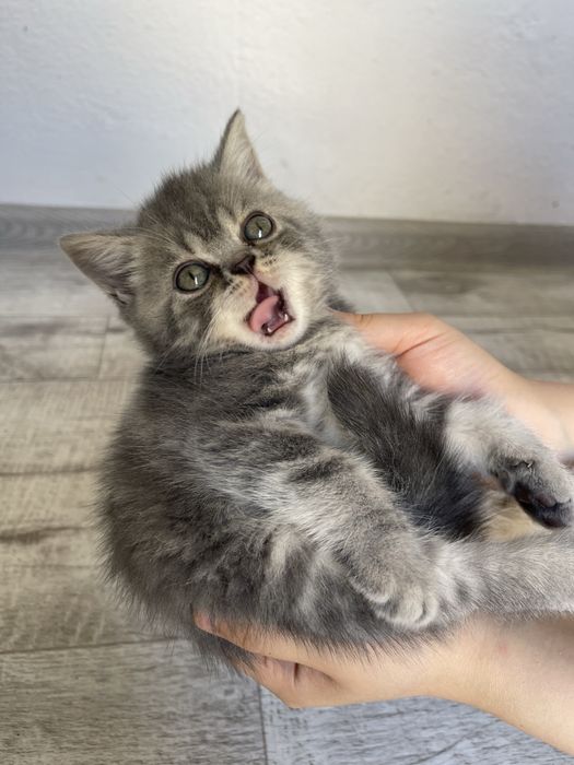 Продается пародистые котята