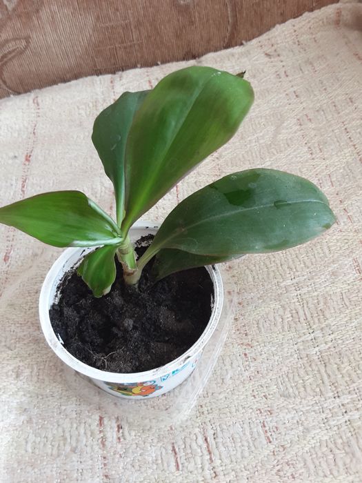 Комнатный  цветок