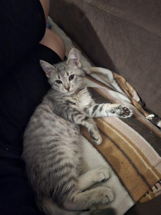 Кошечка в хорошие руки