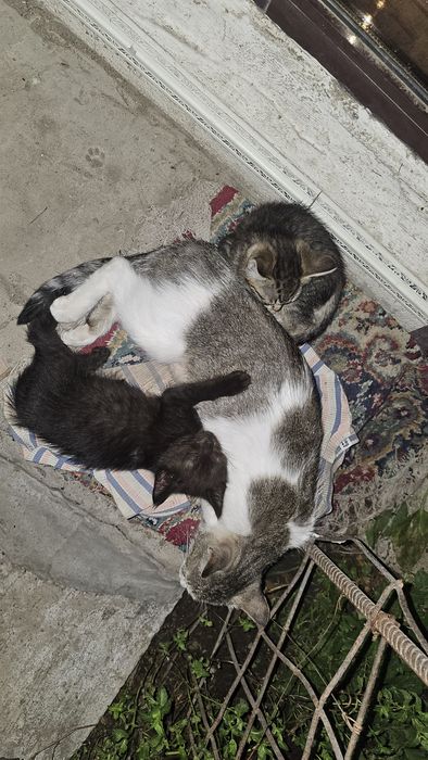 Отдам котят в добрые руки