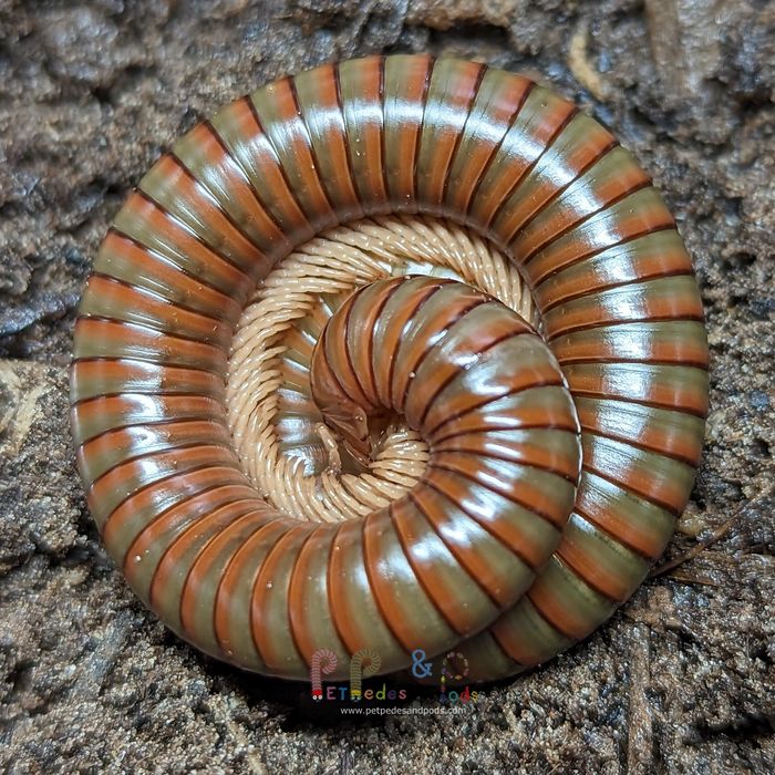 Izopozi/ izopode/milipedes
