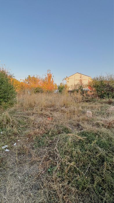 Уй сатамын таусағыз (кенаф) ауылі)