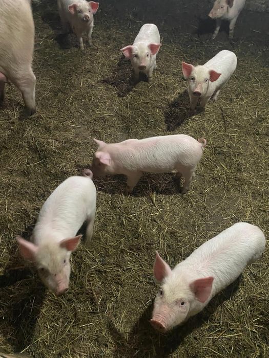 Продам поросят.