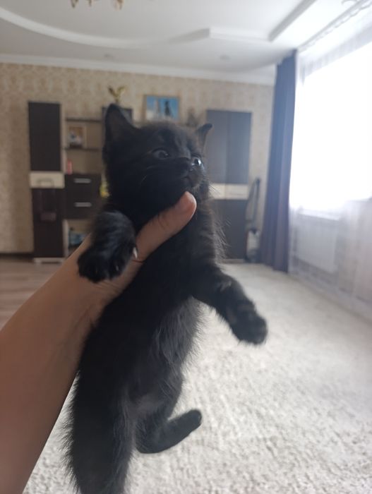 Отдам котят бесплатно