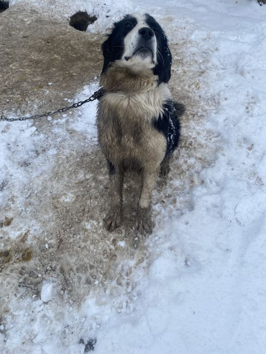 Ит сатылады алып қалыныздар