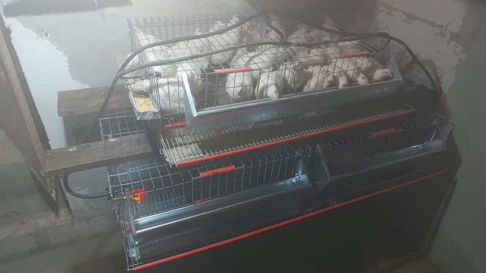 Oua de prepeliță polare pentru  incubat  vând și pui sau mature