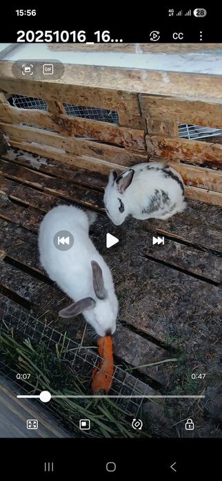 Продам больших крликов