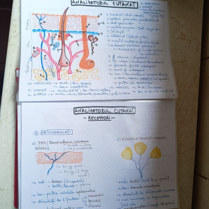 Portofolii admitere medicina