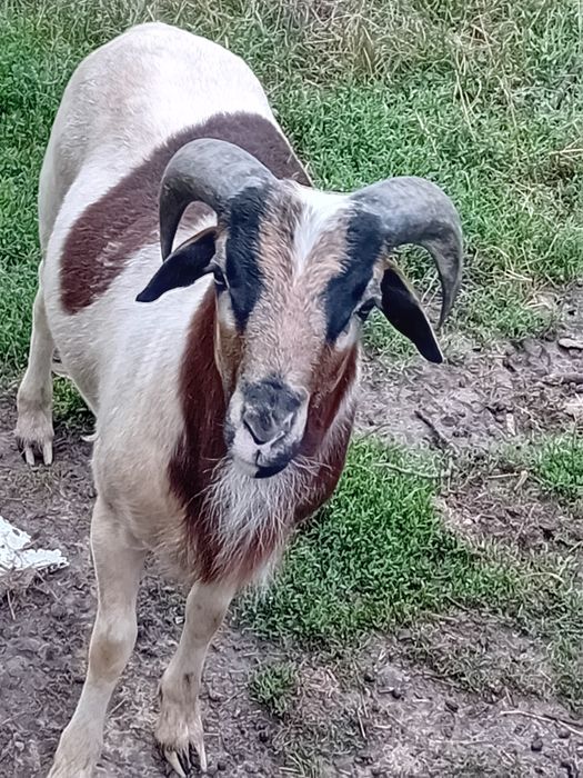 Vând  2 berbeci de camerun și o oaie