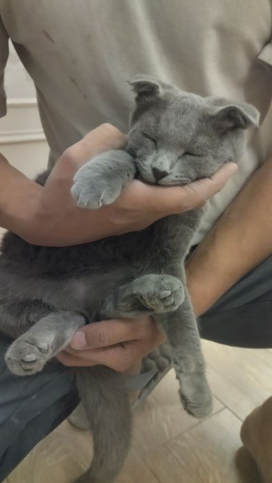 Продаётся кот.  Mushuk sotiladi