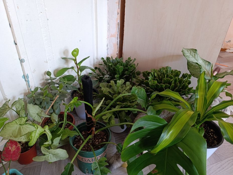 комнатные цветы Оптом