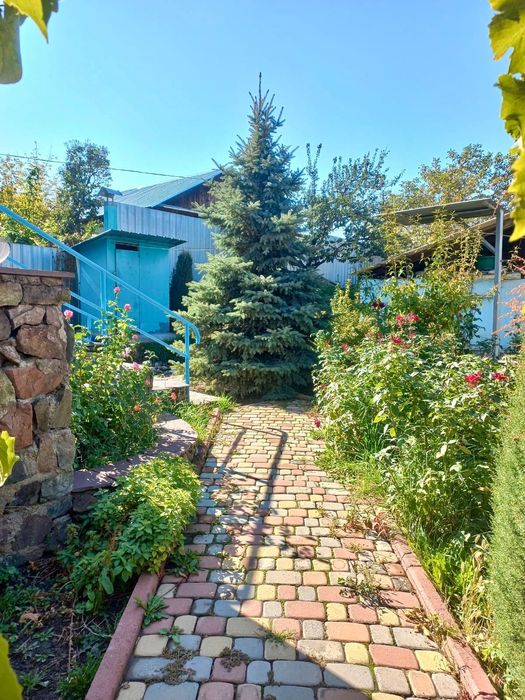 Красивые голубые ели 3штуки