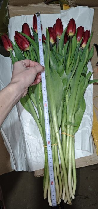 Тюльпаны в розницу