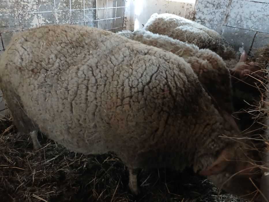 De vânzare 3 oițe gestante