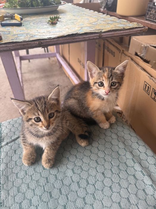 Котята. 2 месяца.