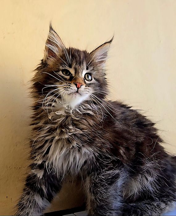 Уникални котенца мейн  куун