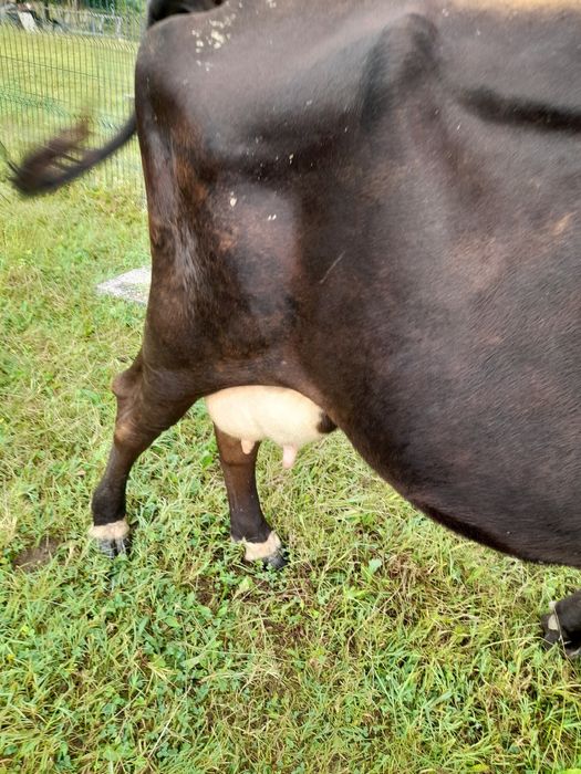Vaca buna de lapte!