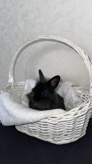 Кролики декоративные