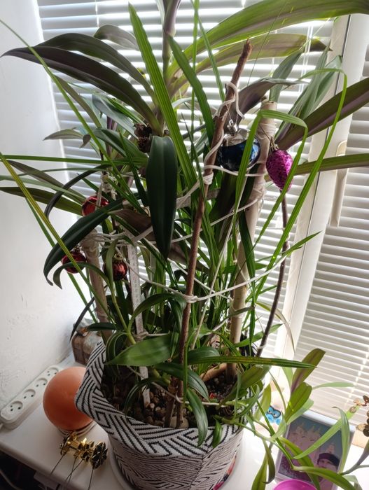 Традесканция, финиковая пальма и лимон всходы