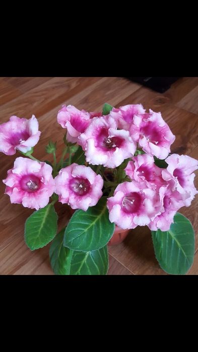 Продам ростки глоксиний