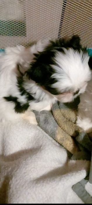 Pui shihtzu frumos