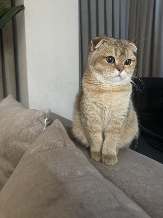 Продам шотландскую вислоухую кошку в хорошие руки