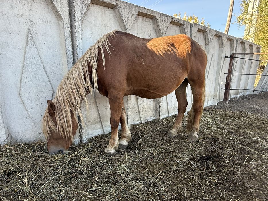 Тяжеловесные лошади