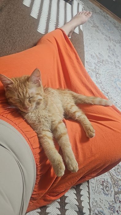Котенок 4.5 месяца