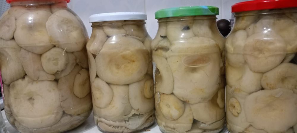 Продам грибы грузди.