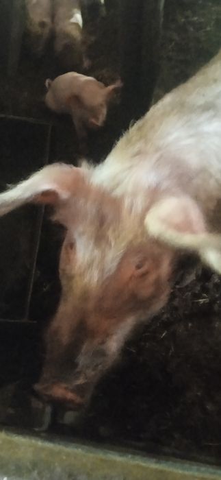 Продам поросят полтора месяца