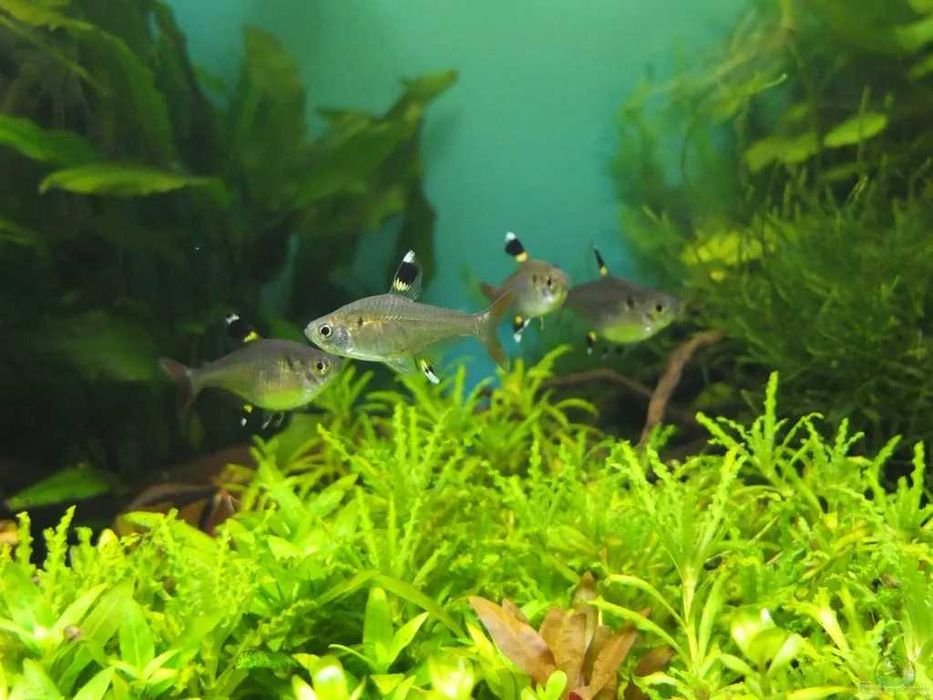 Аквариумная рыбка "Пристелла"