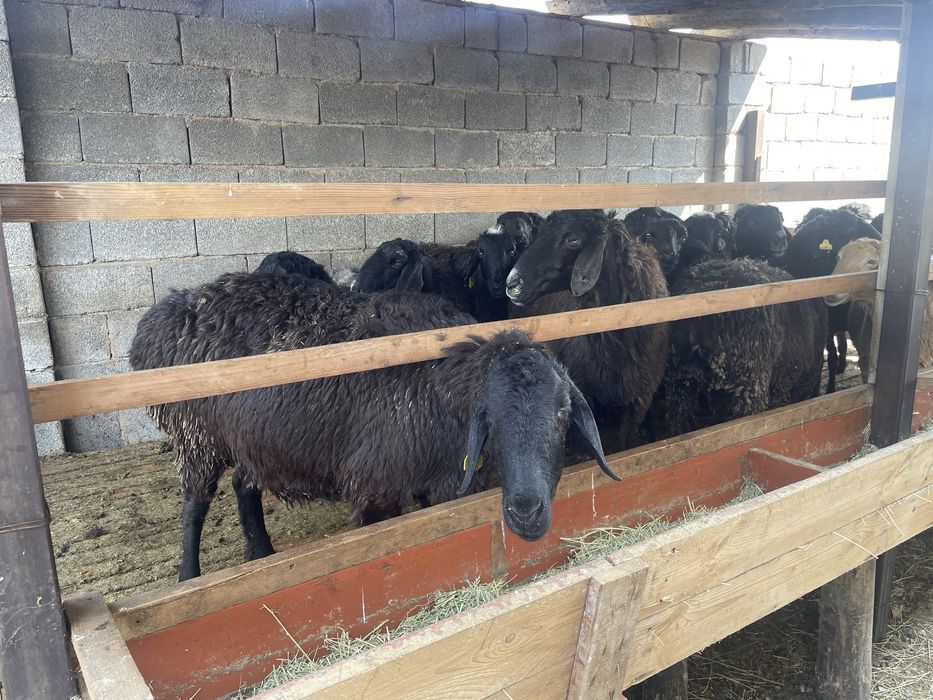 қой сатылады