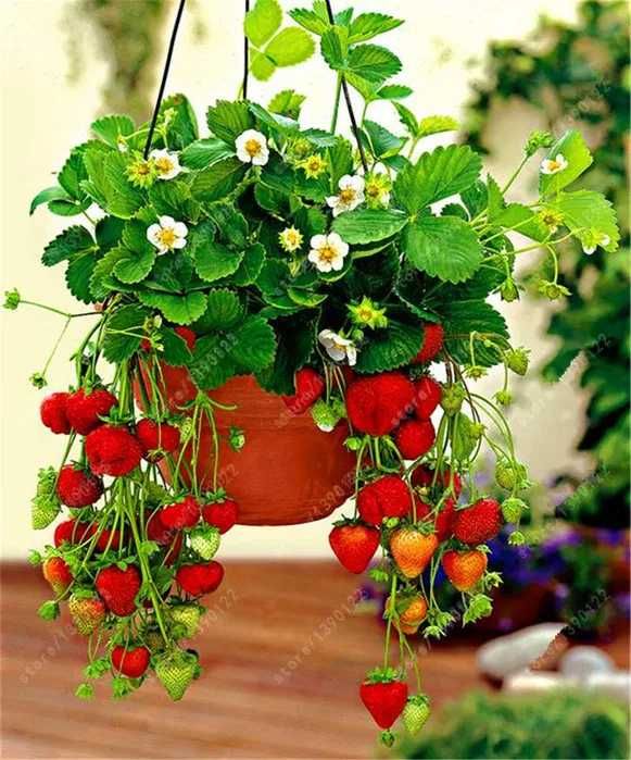 Vand stoloni CAPSUNI Remontant si butasi MUR Butasi ZMEUR