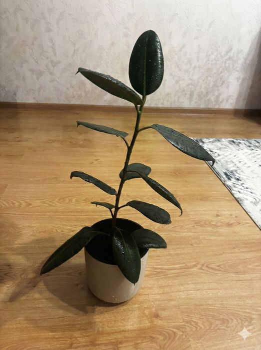 Комнатное растение