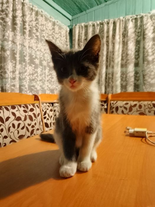 отдам ласковых котят в добрые руки