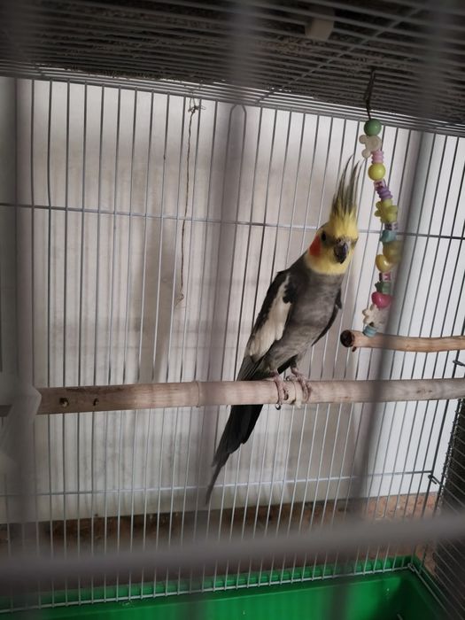 Попугай корелла..