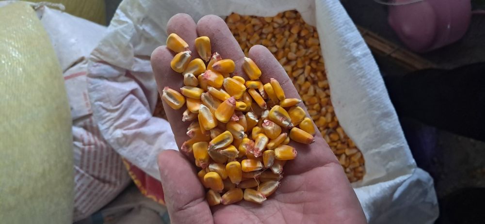 Макка жухори сотилади