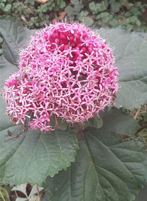 Цветы     цветы.