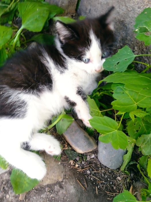 Подарю пушистиков.