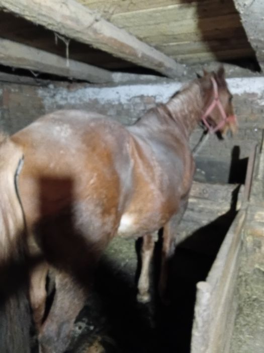 Vand cal,garantat  la ham,cuminte