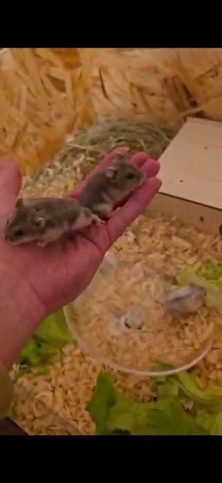 Мини хамстерчета Безплатни в Стара Загора