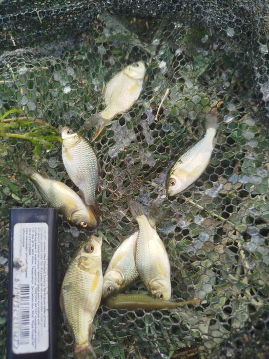 Продам малька Карп, Сазан