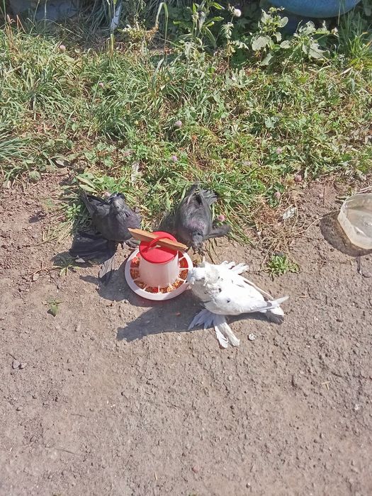 Голуби двухчюбые
